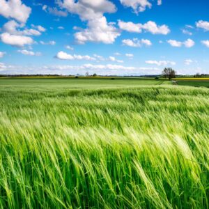 field, grass, rural-6289253.jpg