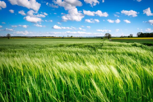 field, grass, rural-6289253.jpg